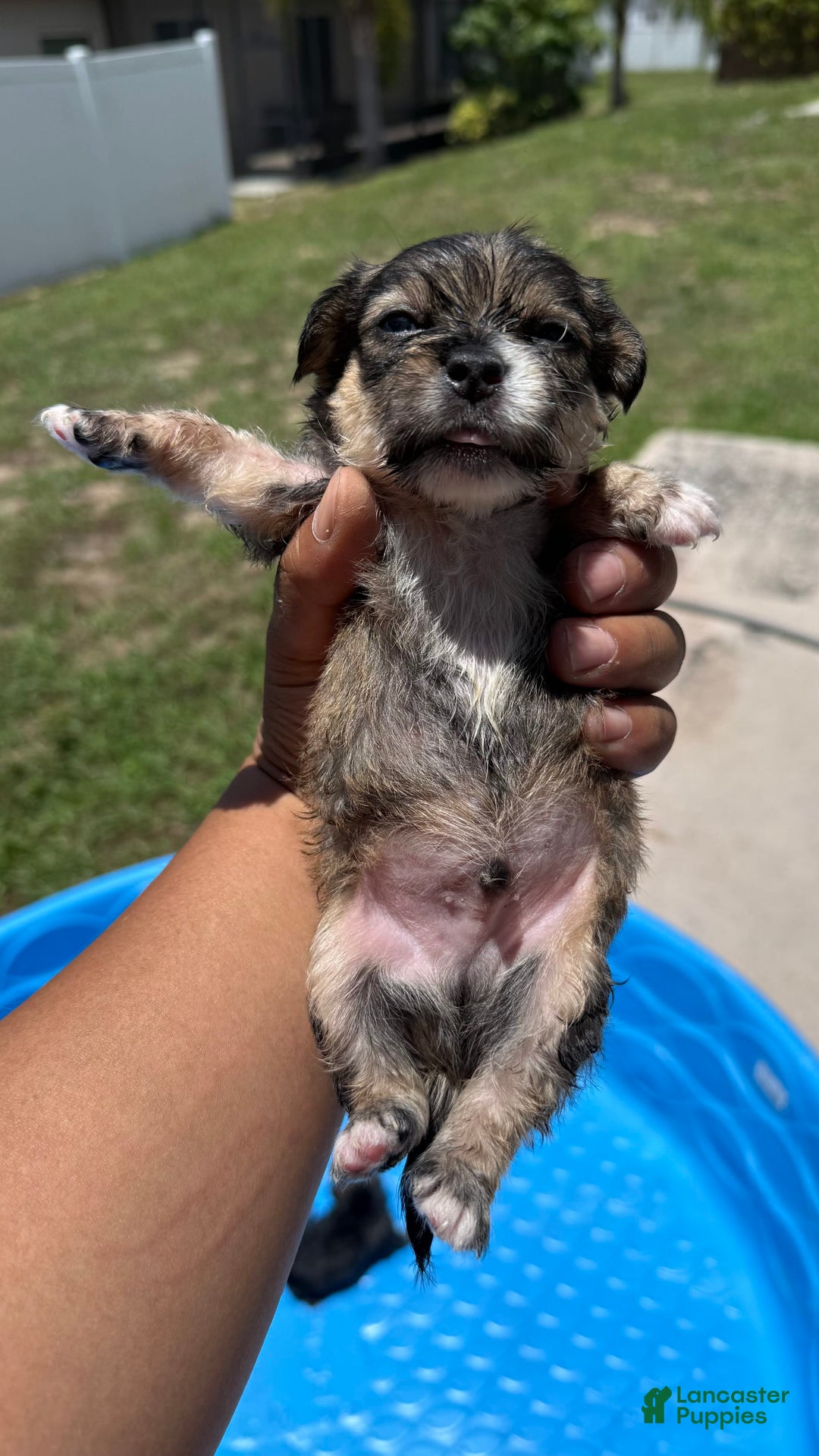 Yorkshire Terrier dogs for sale: Shade - Image 1