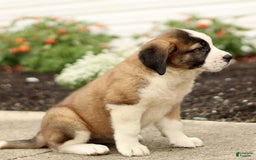 Saint Bernard dogs for sale: Citronella - Image 2