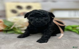 Miniature Poodle dogs for sale: Tasha - Image 5