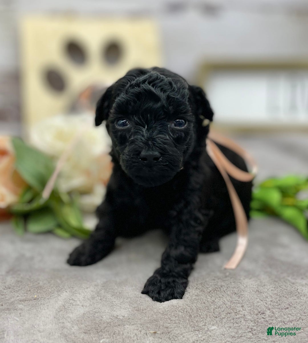 Miniature Poodle dogs for sale: Tasha - Image 5