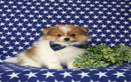 Pomeranian dogs for sale: Diesel Toy Size - Image 4