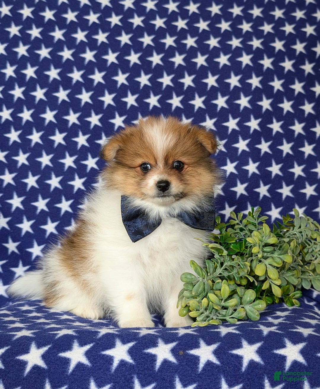 Pomeranian dogs for sale: Diesel Toy Size - Image 4