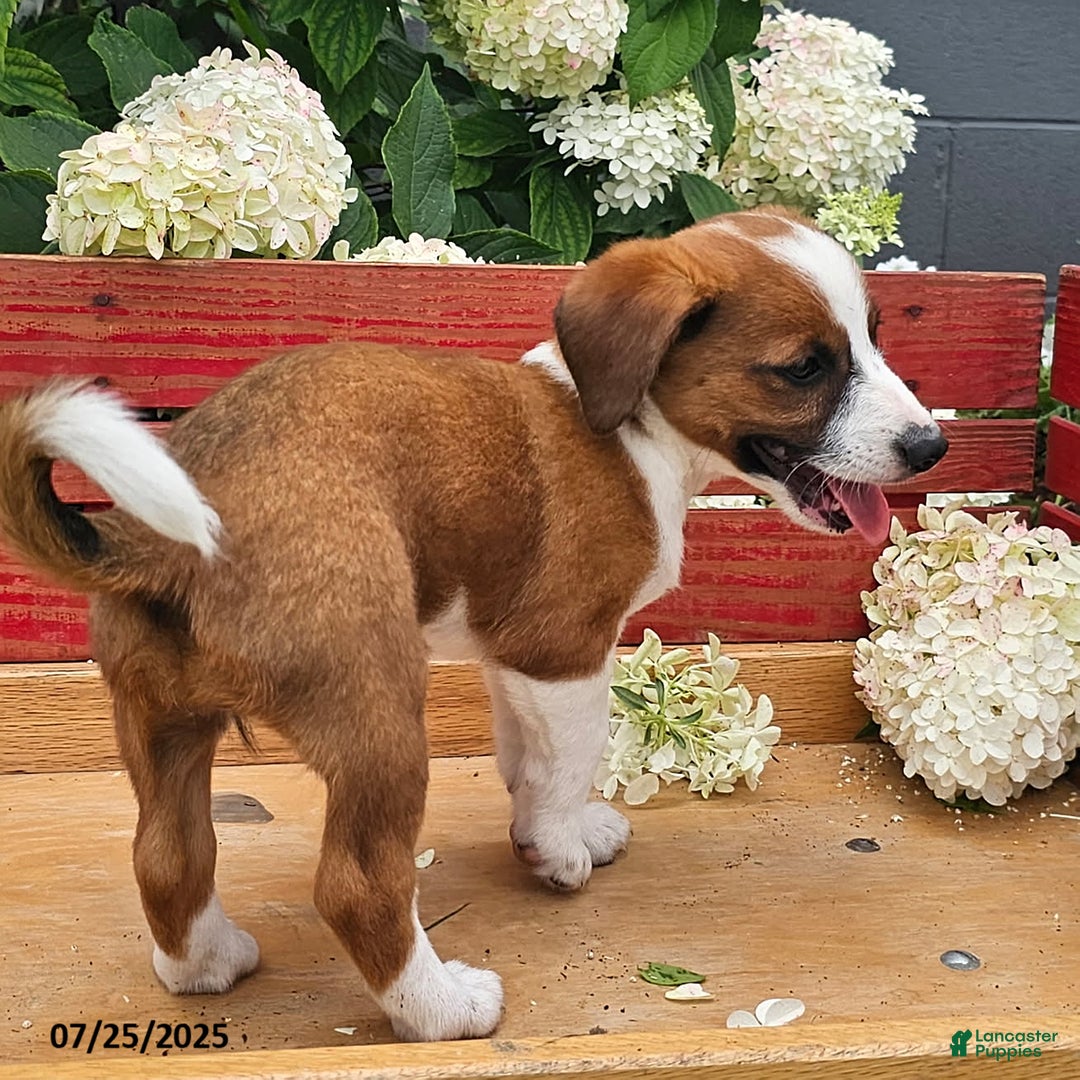 Jack Russell Terrier dogs for sale: Teresa - Image 1