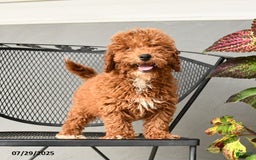 Mini Goldendoodle dogs for sale: Lilly - Image 3