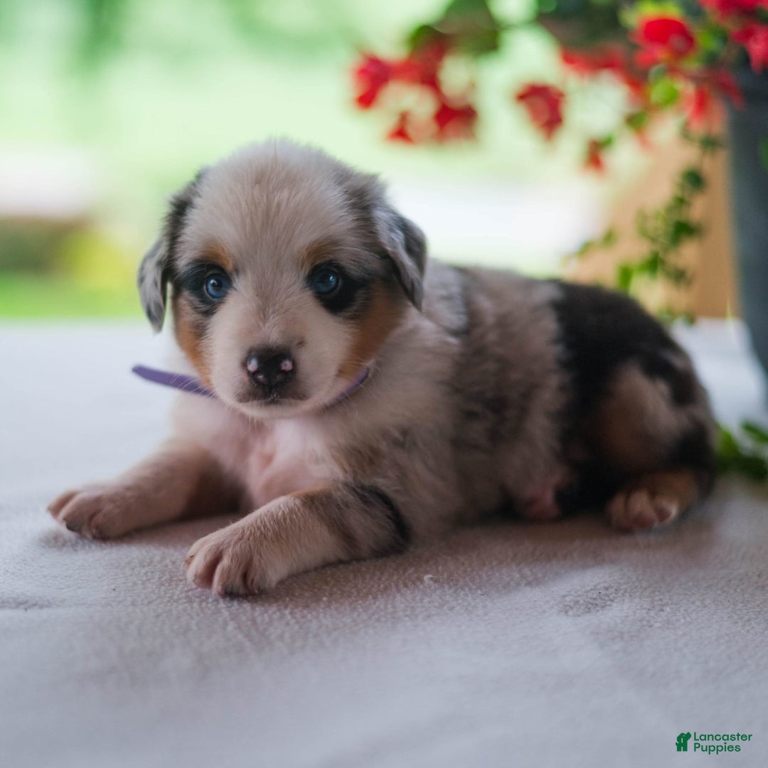 Miniature Australian Shepherd dogs for sale: Tootsie - Image 2