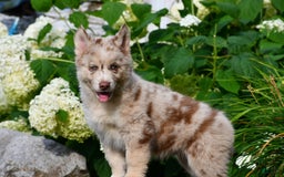 Gerberian Shepsky dogs for sale: Max - Image 11