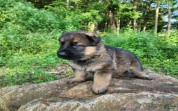 German Shepherd dogs for sale: Kaja - Image 15