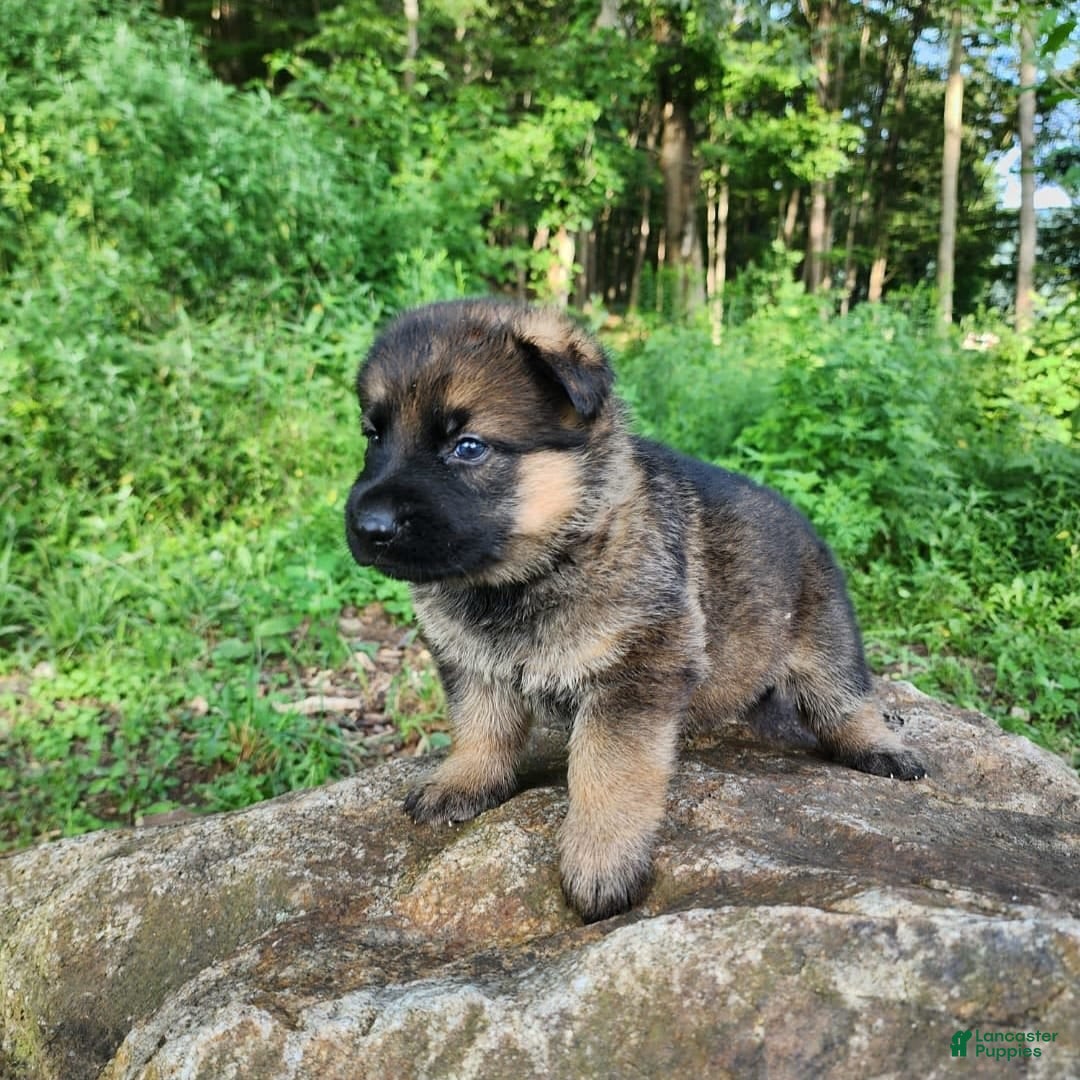 German Shepherd dogs for sale: Kaja - Image 15