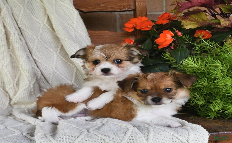 Havanese dogs for sale - Ad 2