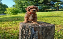 Cavapoo dogs for sale: Sunshine - Image 5