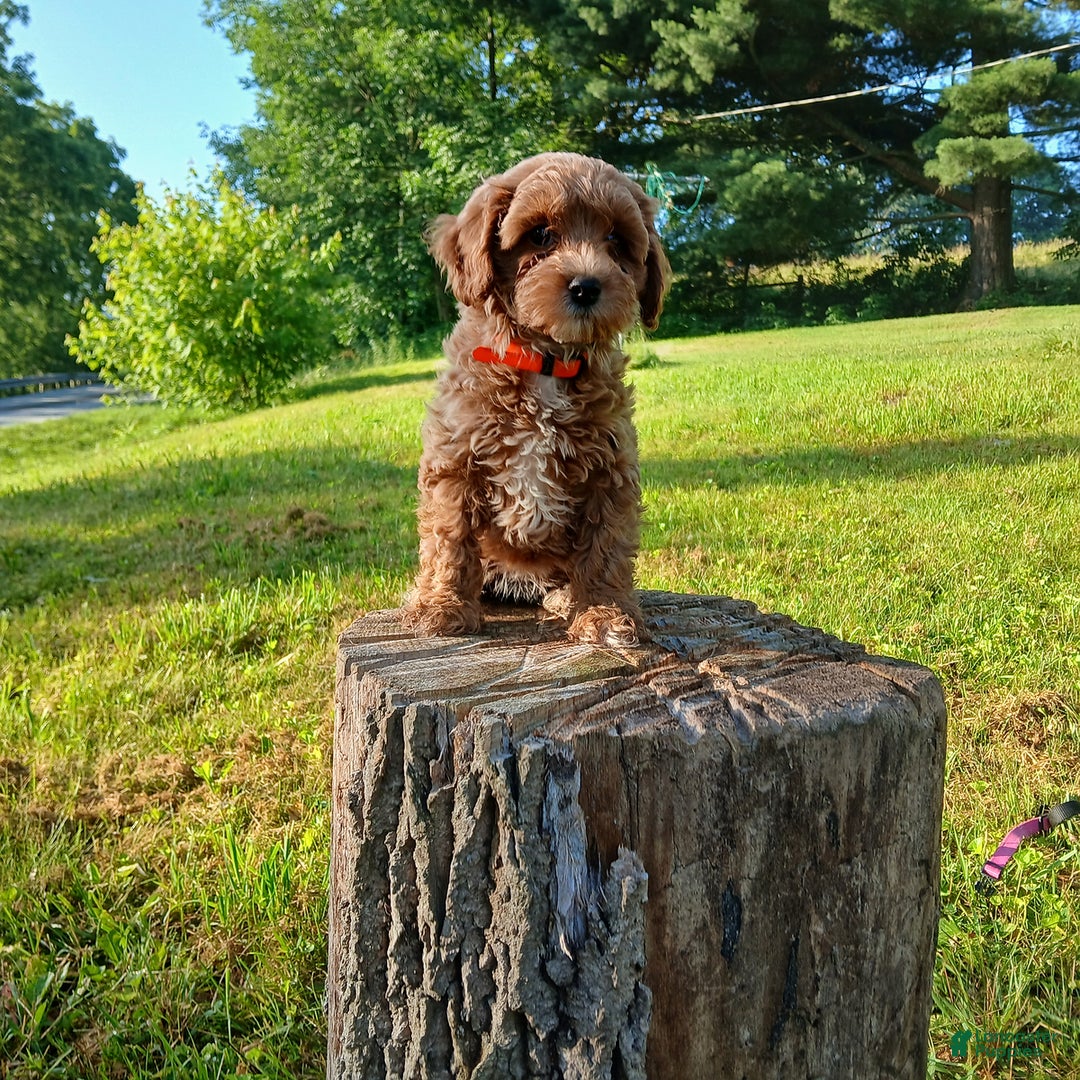 Cavapoo dogs for sale: Sunshine - Image 5