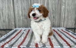 Mini Goldendoodle dogs for sale: Debbie - Image 12