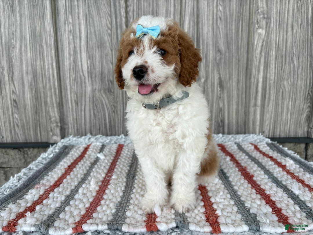 Mini Goldendoodle dogs for sale: Debbie - Image 12