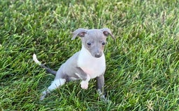 Italian Greyhound dogs for sale: Heidi - Image 10