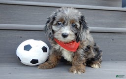 Cockapoo dogs for sale: Ollie - Image 4