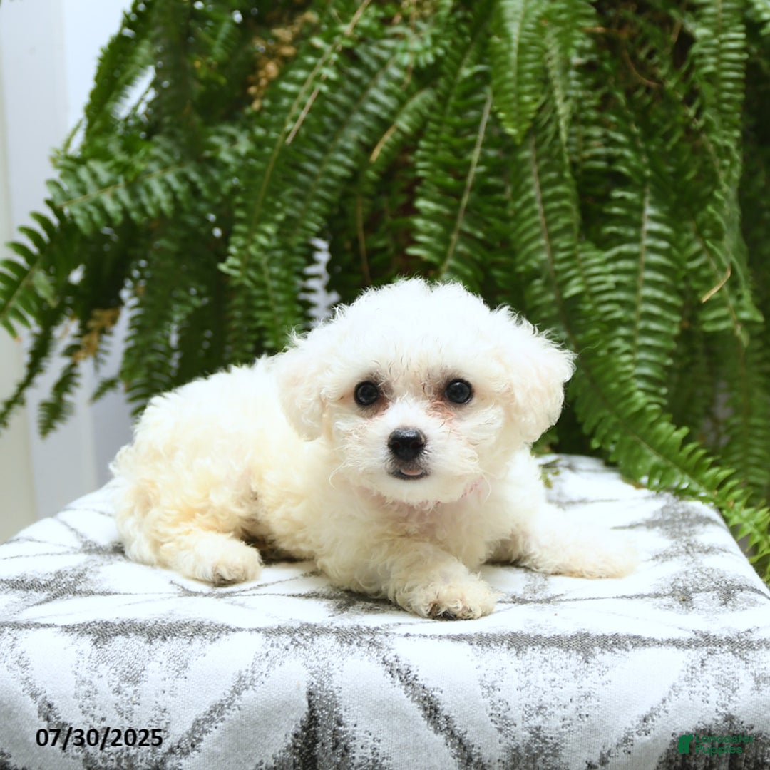 Bichon Frise dogs for sale: Zoey - Image 4