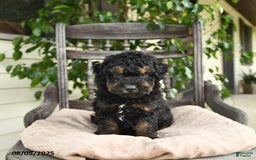  dogs for sale: Mini Goldendoodle 2 puppies - Image 4