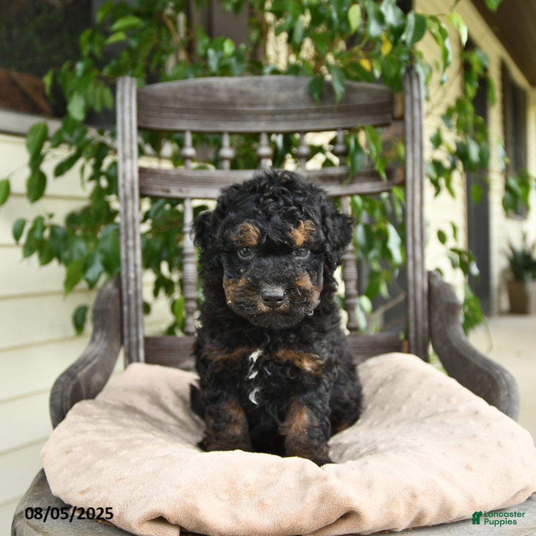  dogs for sale: Mini Goldendoodle 2 puppies - Image 4