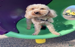 Mini Aussiedoodle dogs for sale: Mini Angel - Image 16