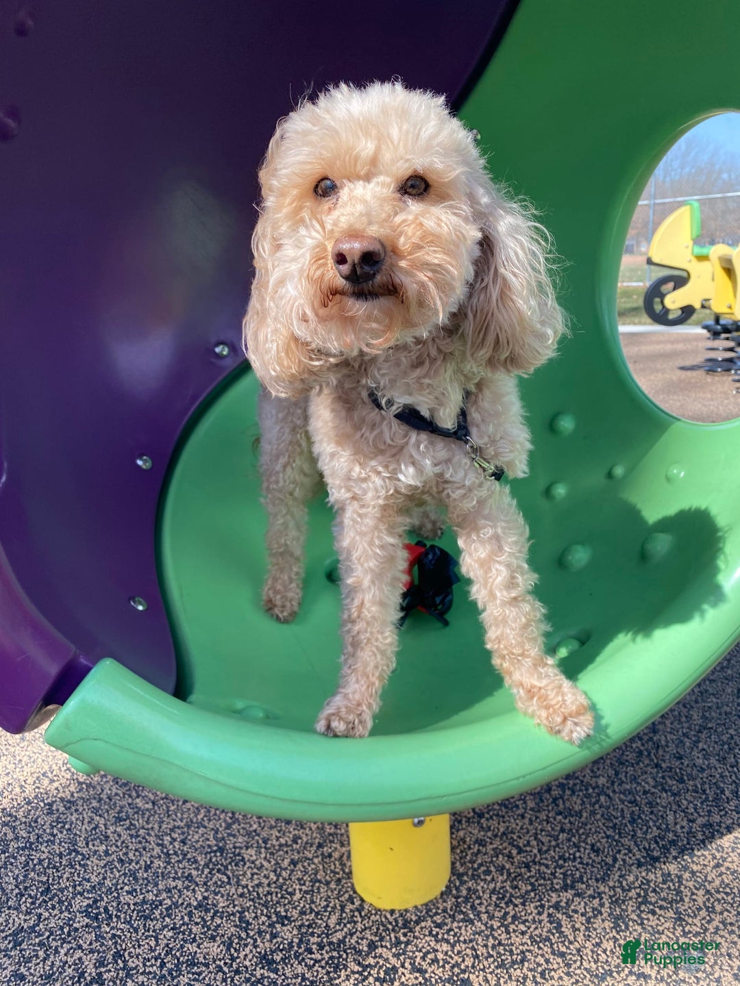 Mini Aussiedoodle dogs for sale: Mini Angel - Image 16