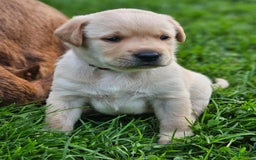Labrador Retriever dogs for sale: Rainey - Image 15