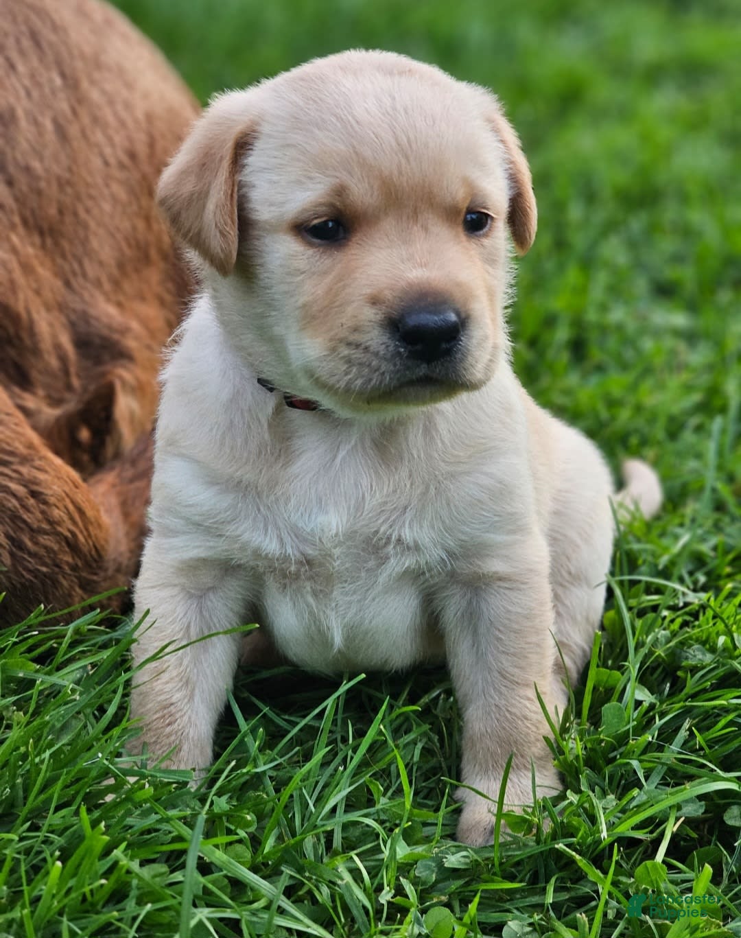 Labrador Retriever dogs for sale: Rainey - Image 15