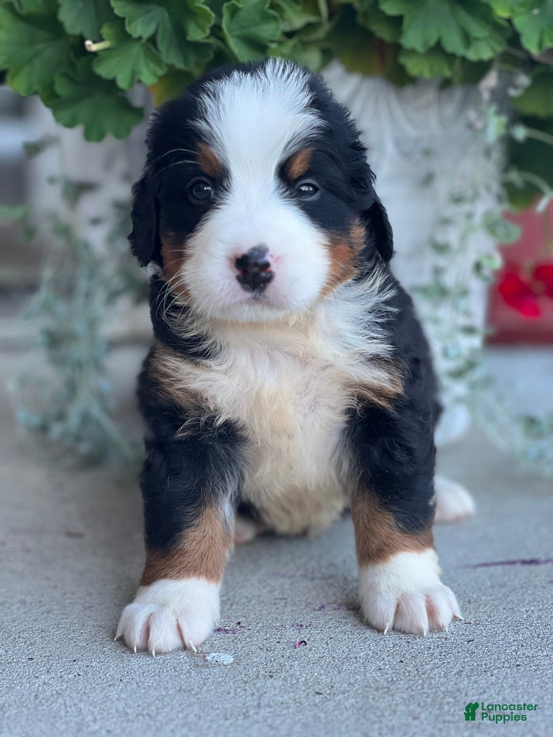 Bernese Mountain Dog dogs for sale: Dane - Image 2