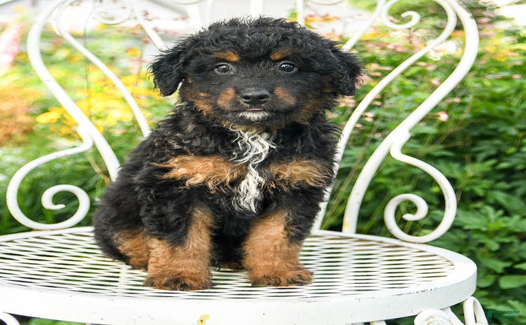 Mini Aussiedoodle dogs - Advert 8