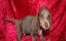 Miniature Dachshund dogs for sale: Bingo - Image 30