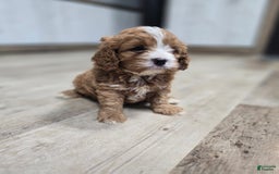 Cavapoo dogs for sale: Viola - Image 4