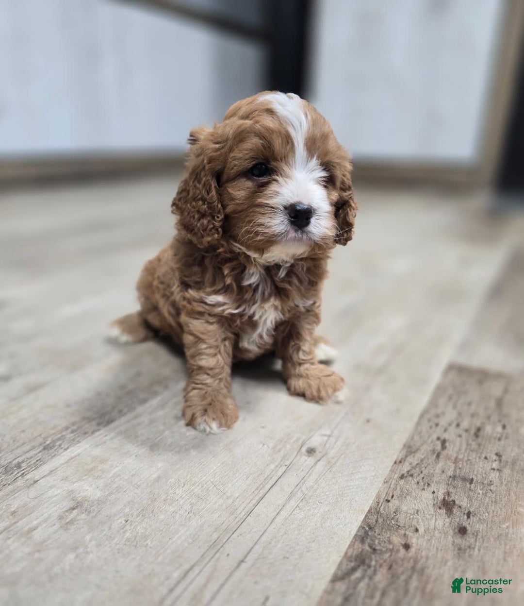 Cavapoo dogs for sale: Viola - Image 4