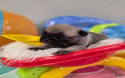 Pug dogs for sale: Lona - Image 6