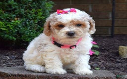 Bichpoo dogs for sale: Paisley - Image 7