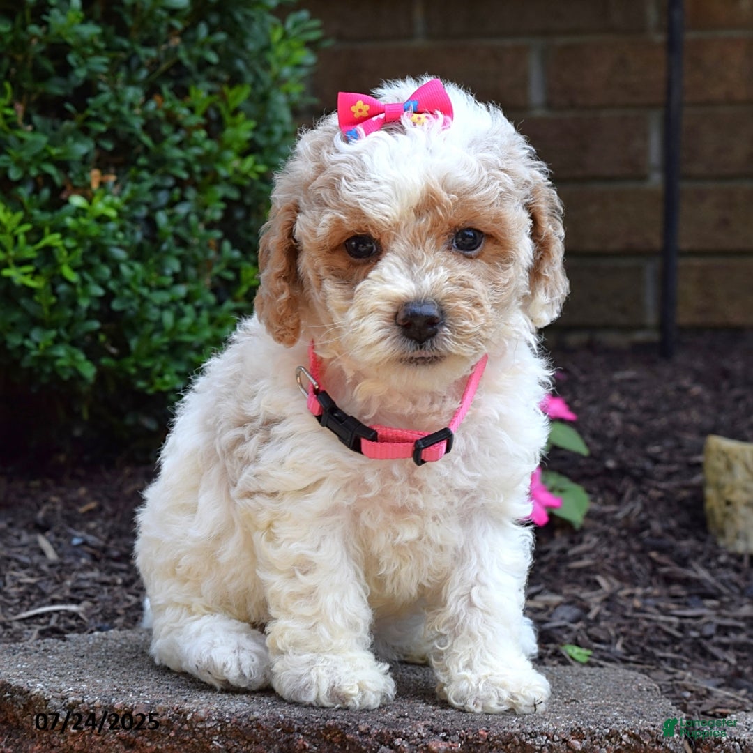 Bichpoo dogs for sale: Paisley - Image 7