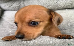 Miniature Dachshund dogs for sale: Baby Charlie - Image 9
