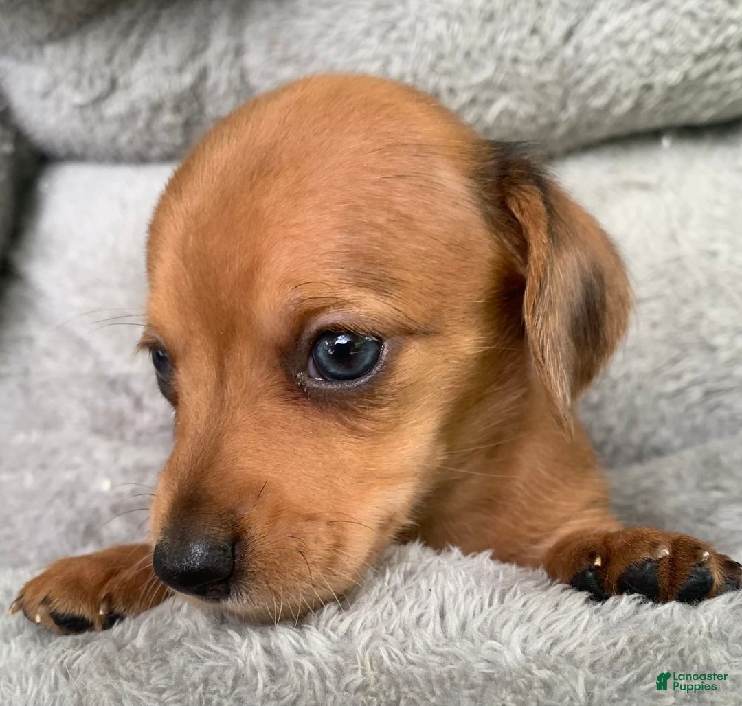 Miniature Dachshund dogs for sale: Baby Charlie - Image 9