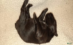 Miniature Schnauzer dogs for sale: Girl3 - Image 8