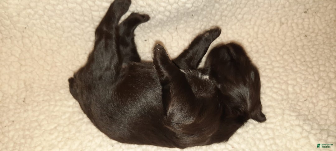 Miniature Schnauzer dogs for sale: Girl3 - Image 8