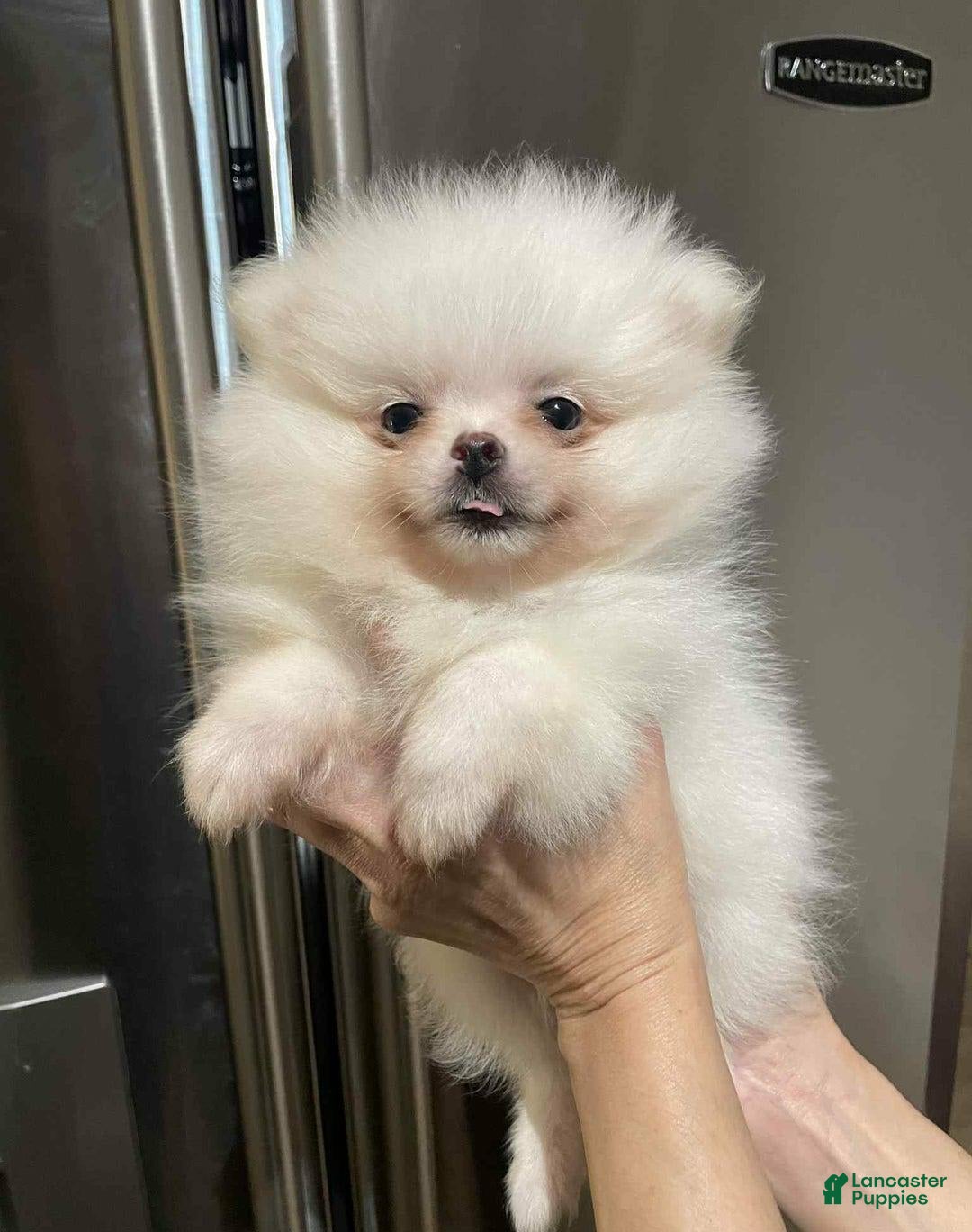 Pomeranian dogs for sale: Theodore - Image 2
