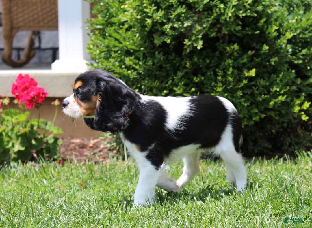 Cavalier King Charles Spaniel dogs for sale: Missy - Image 6