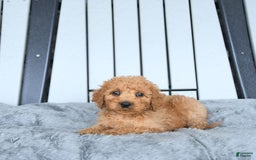 Mini Goldendoodle dogs for sale: Aurora - Image 19