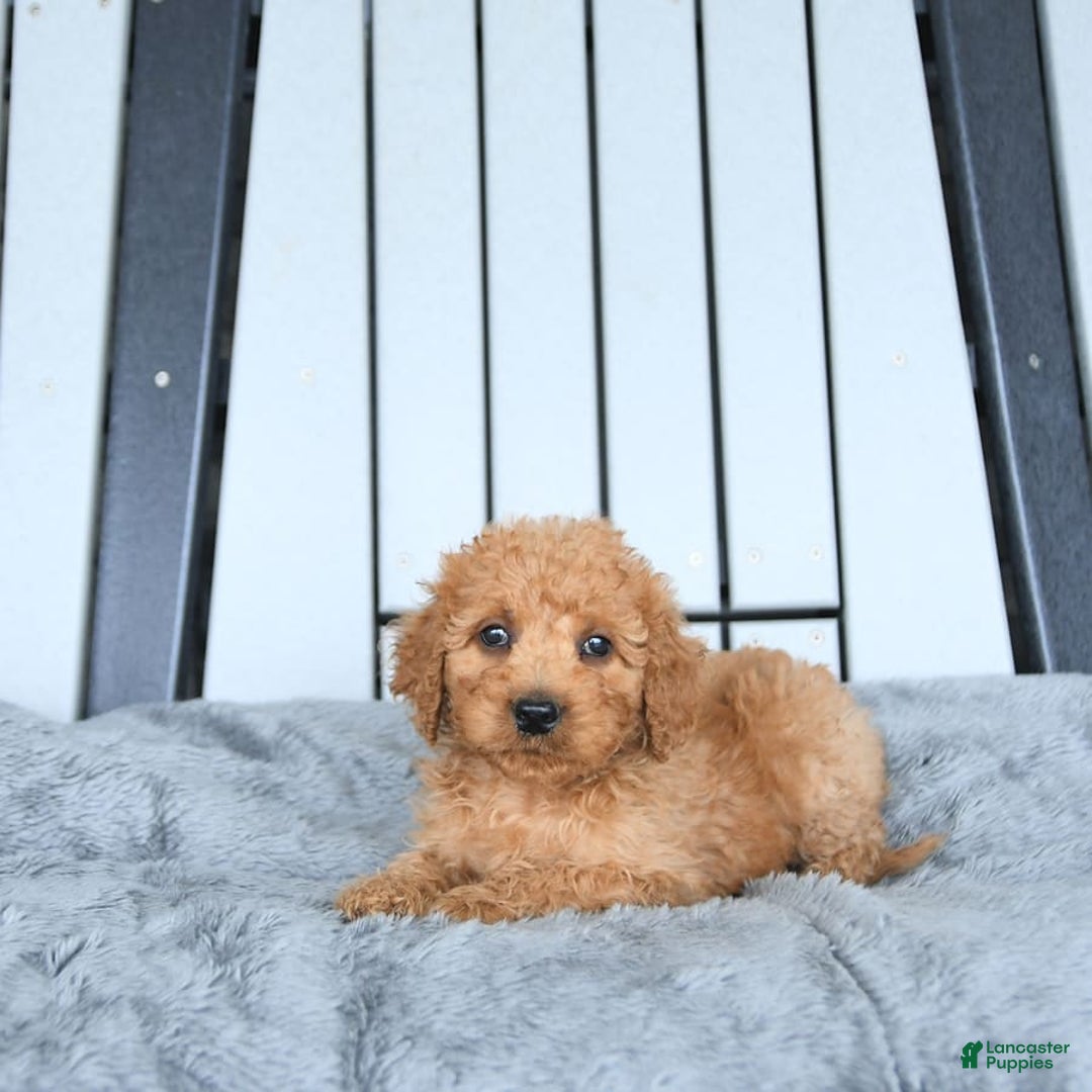 Mini Goldendoodle dogs for sale: Aurora - Image 19