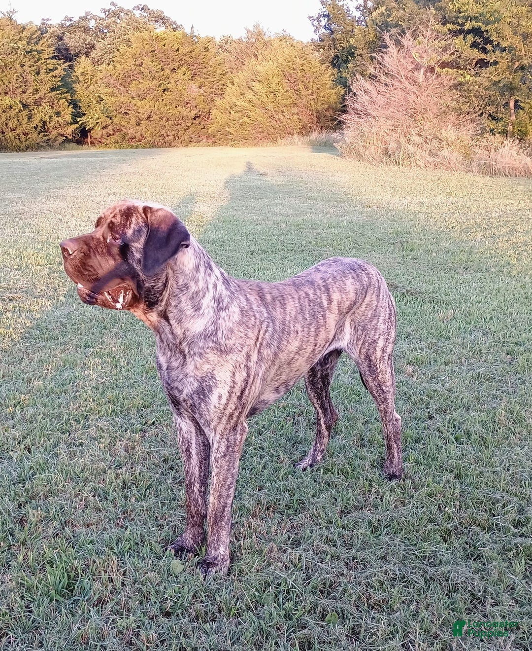 English Mastiff dogs for sale: Dark Green/red Boy  💚 ❤️ - Image 8