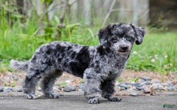 Havapoo dogs for sale: Poppy - Image 12