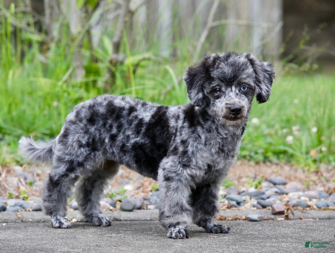 Havapoo dogs for sale: Poppy - Image 12
