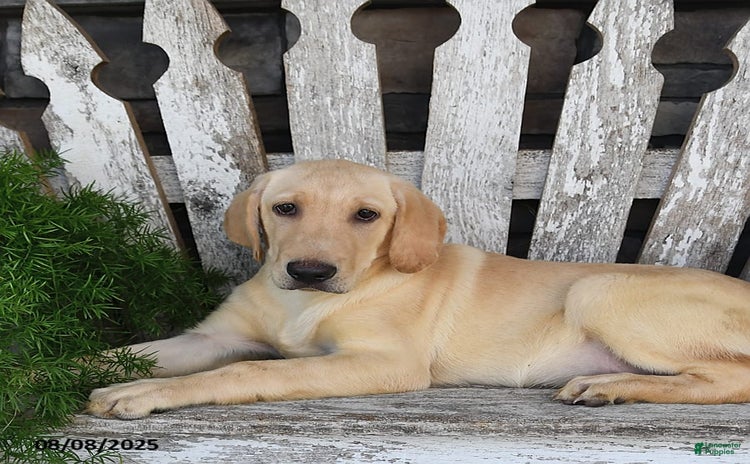 Labrador Retriever dogs for sale - Ad 1