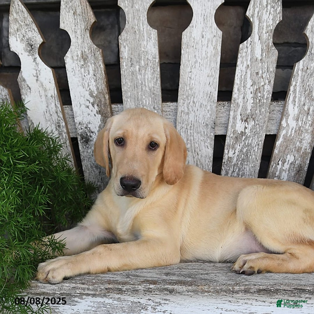Labrador Retriever dogs for sale: Ashton - Image 1