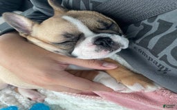 French Bulldog dogs for sale: Kaycia - Image 2