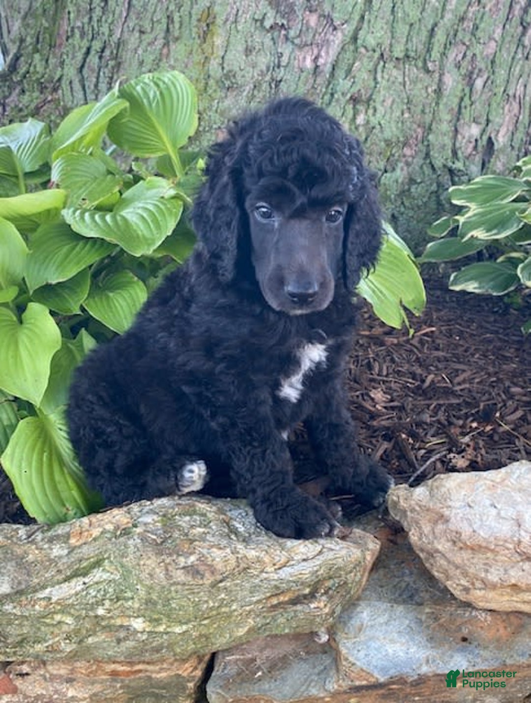 Standard Poodle dogs for sale: Roman - Image 3