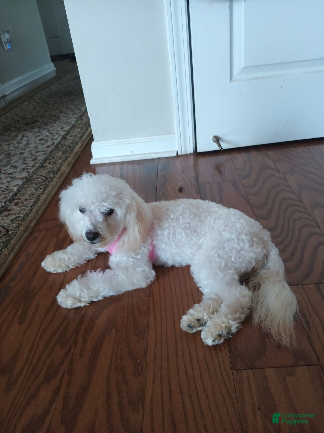 Pudelpointer dogs for sale: Princess - Image 6